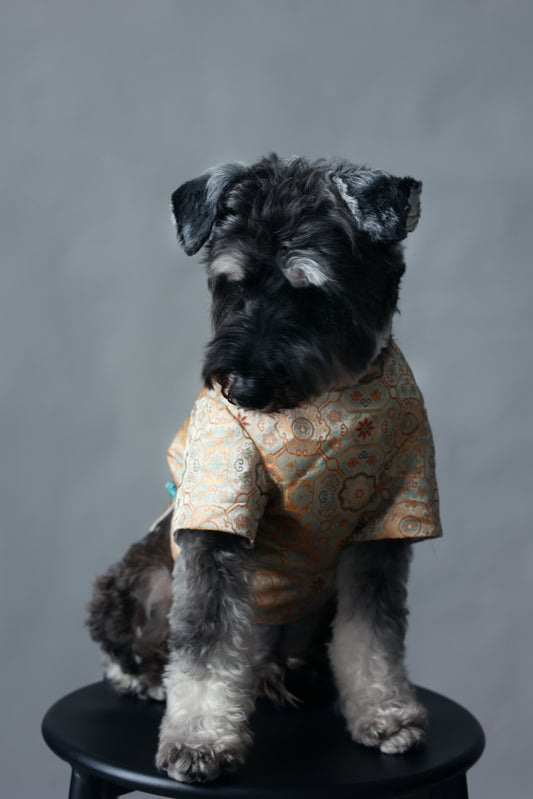 Autumn Golden Dog Vest 秋穗金色狗狗馬甲