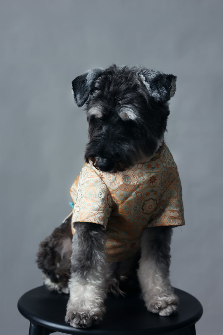 Autumn Golden Dog Vest 秋穗金色狗狗馬甲